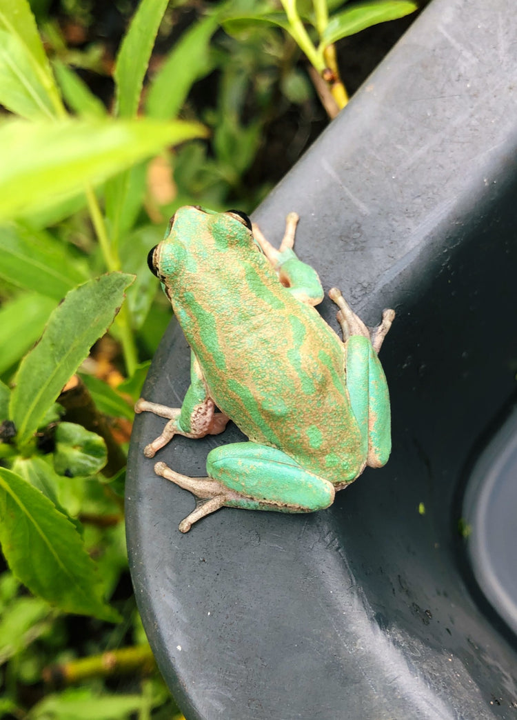 Amphibians