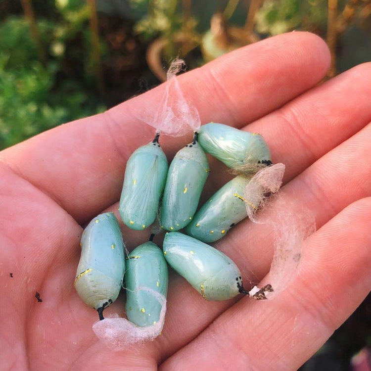 Pupae & Cocoons