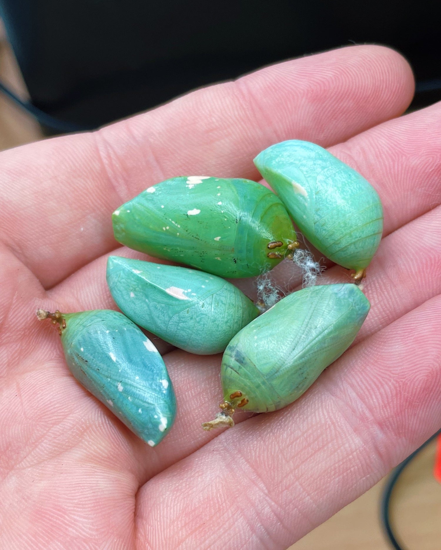 Pupae & Cocoons