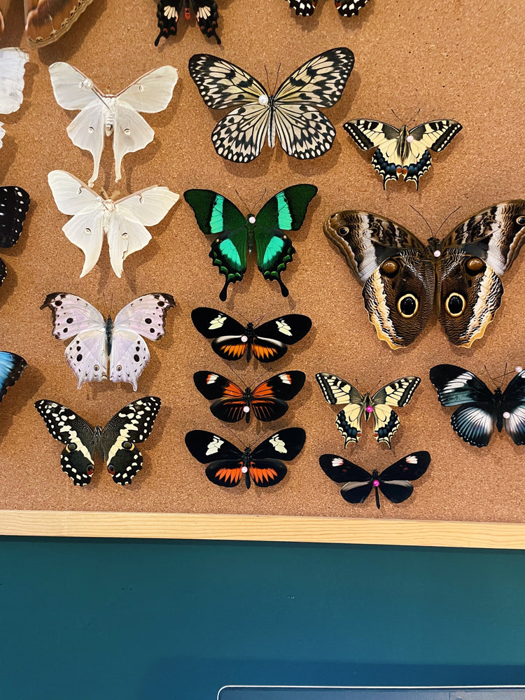 Framed Butterflies & Moths