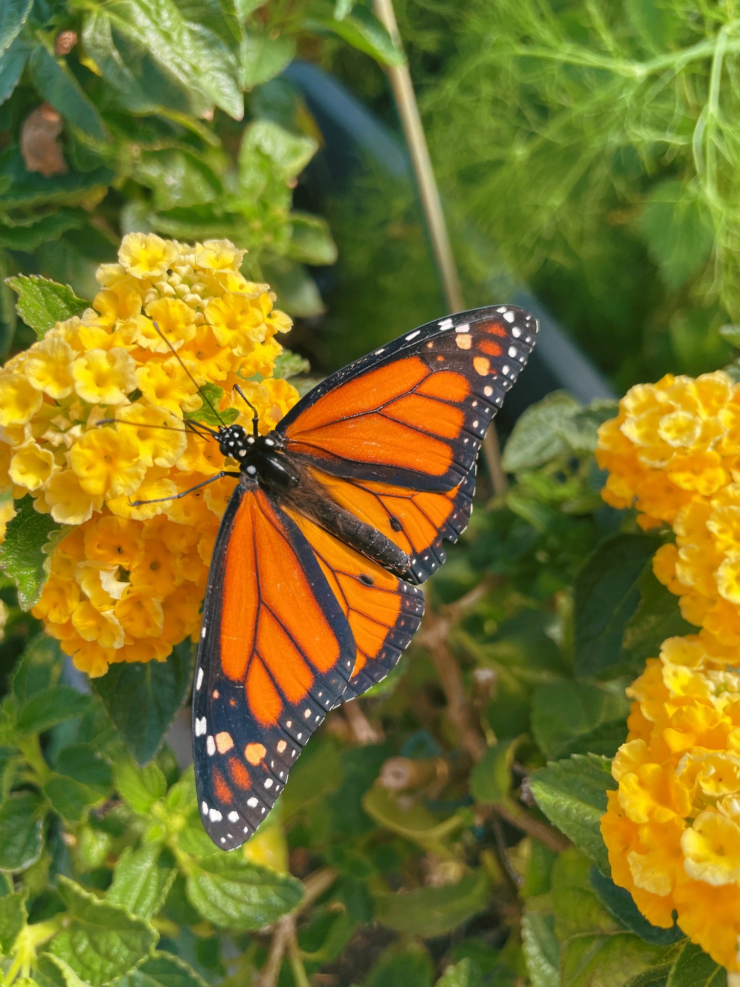 Monarch Butterfly (Danaus plexippus) | EGGS