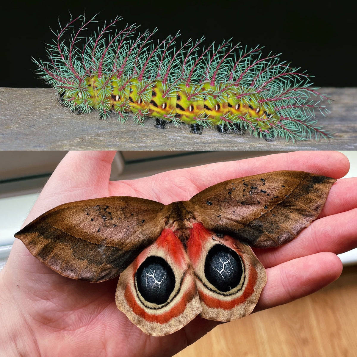 Bullseye Silk-Moth EGGS (Automeris metzli)