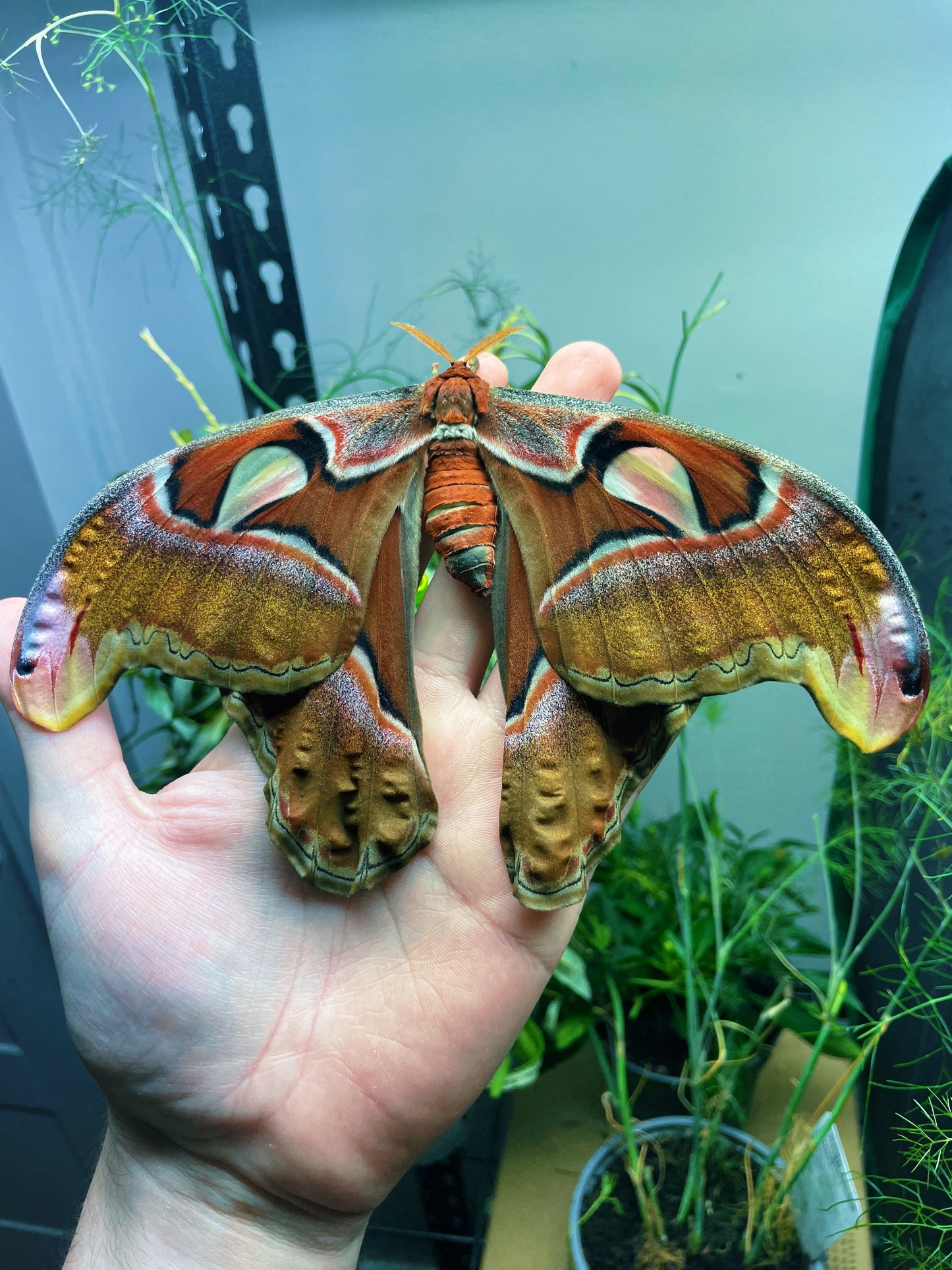 Philippine Atlas Moth EGGS (Attacus lorquinii)
