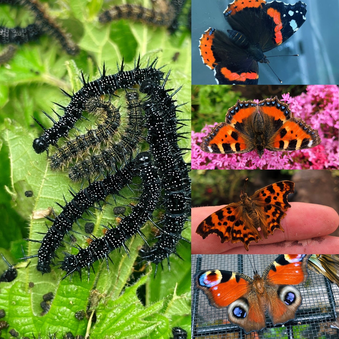 Assorted Native Butterfly CATERPILLARS