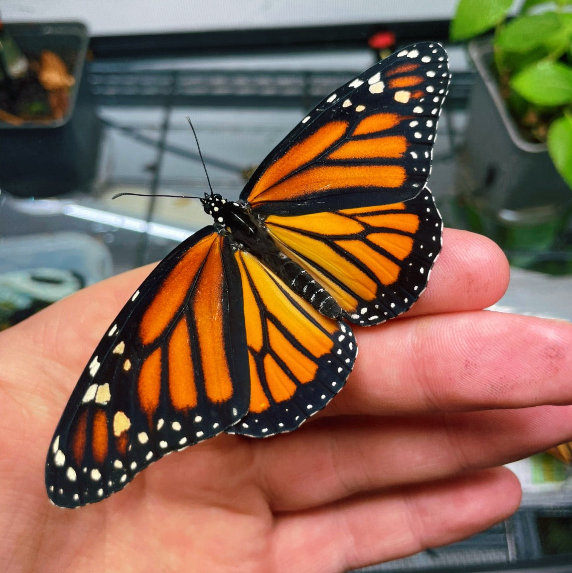 Assorted Monarch Butterfly CATERPILLARS (Danaus species)