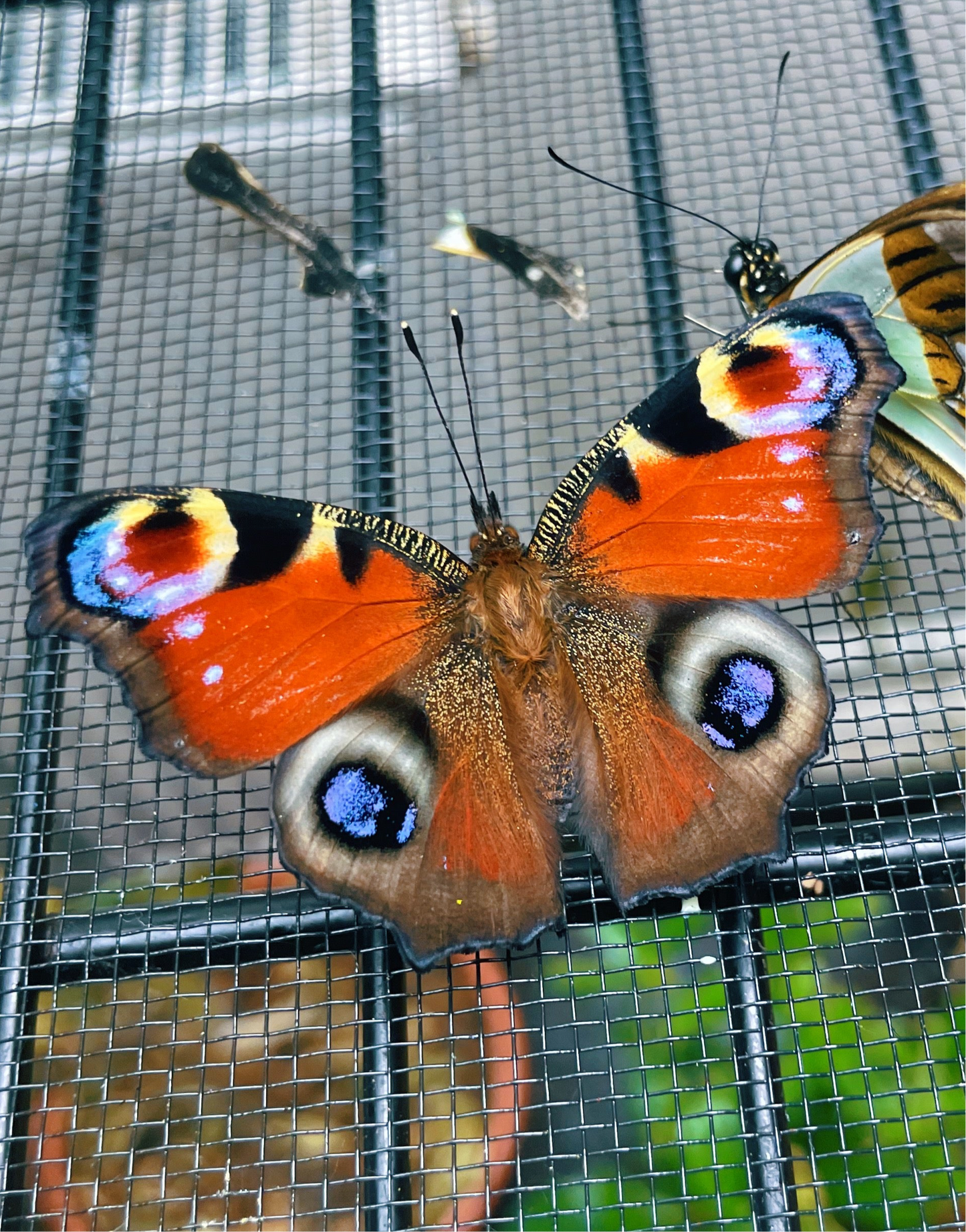 Peacock Butterfly (Aglais io) PUPAE