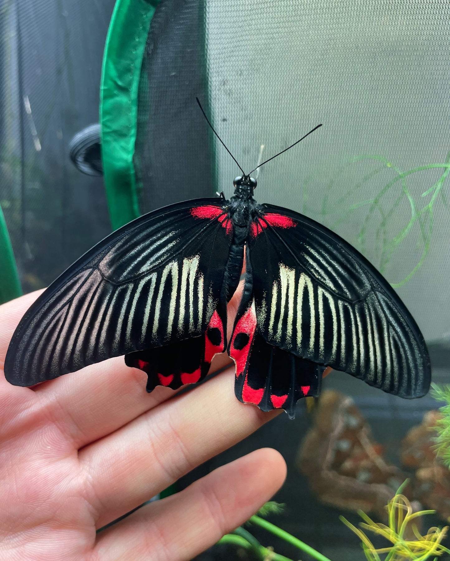Scarlet Mormon Swallowtail PUPAE (Papilio rumanzovia)