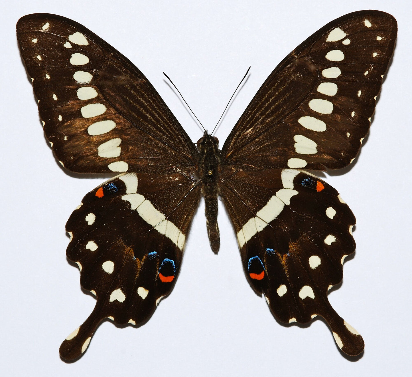 Central Emperor Swallowtail PUPAE (Papilio lormieri)
