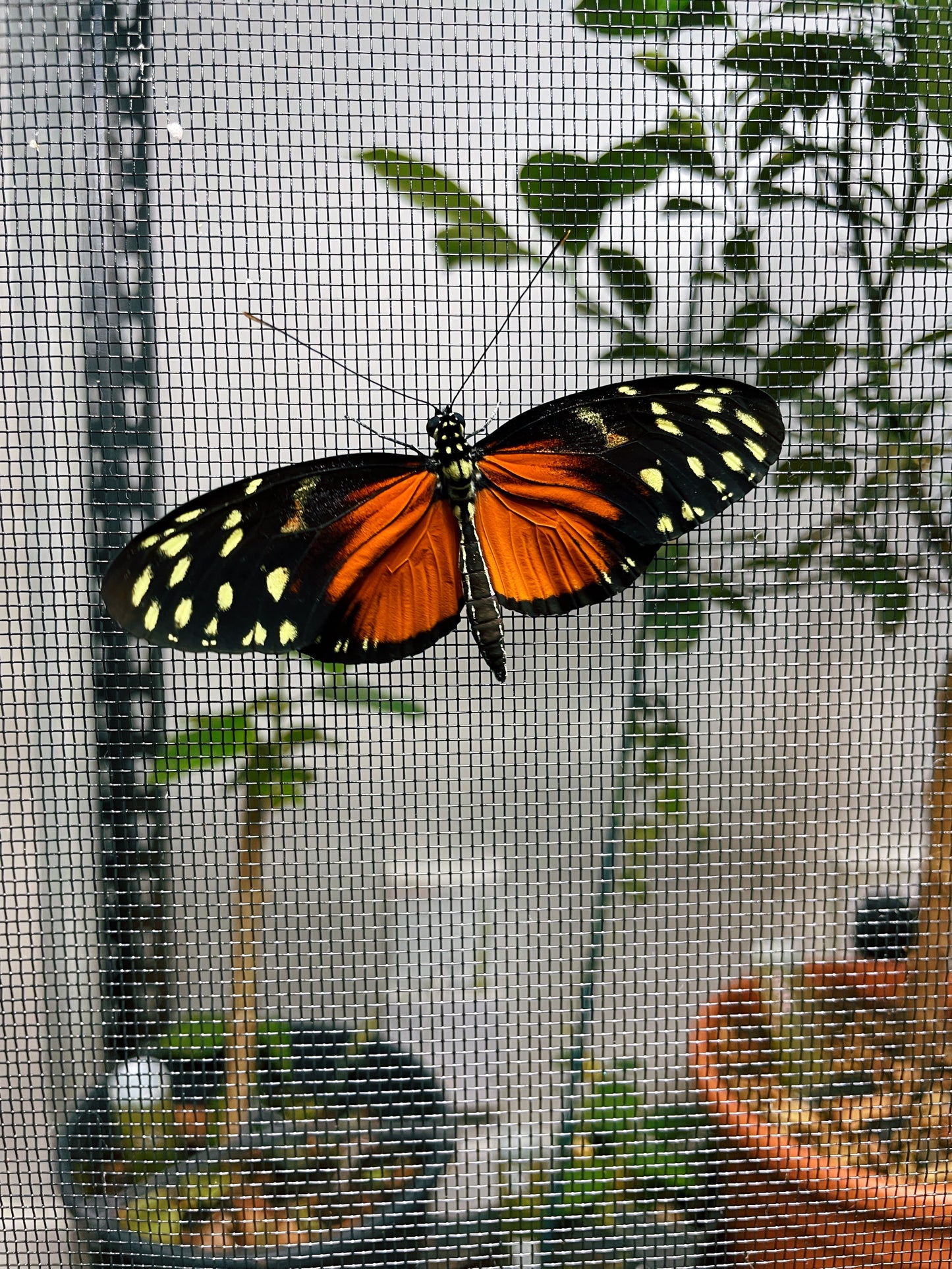 Longwing Butterfly Mix (Heliconius) | Assorted EGGS