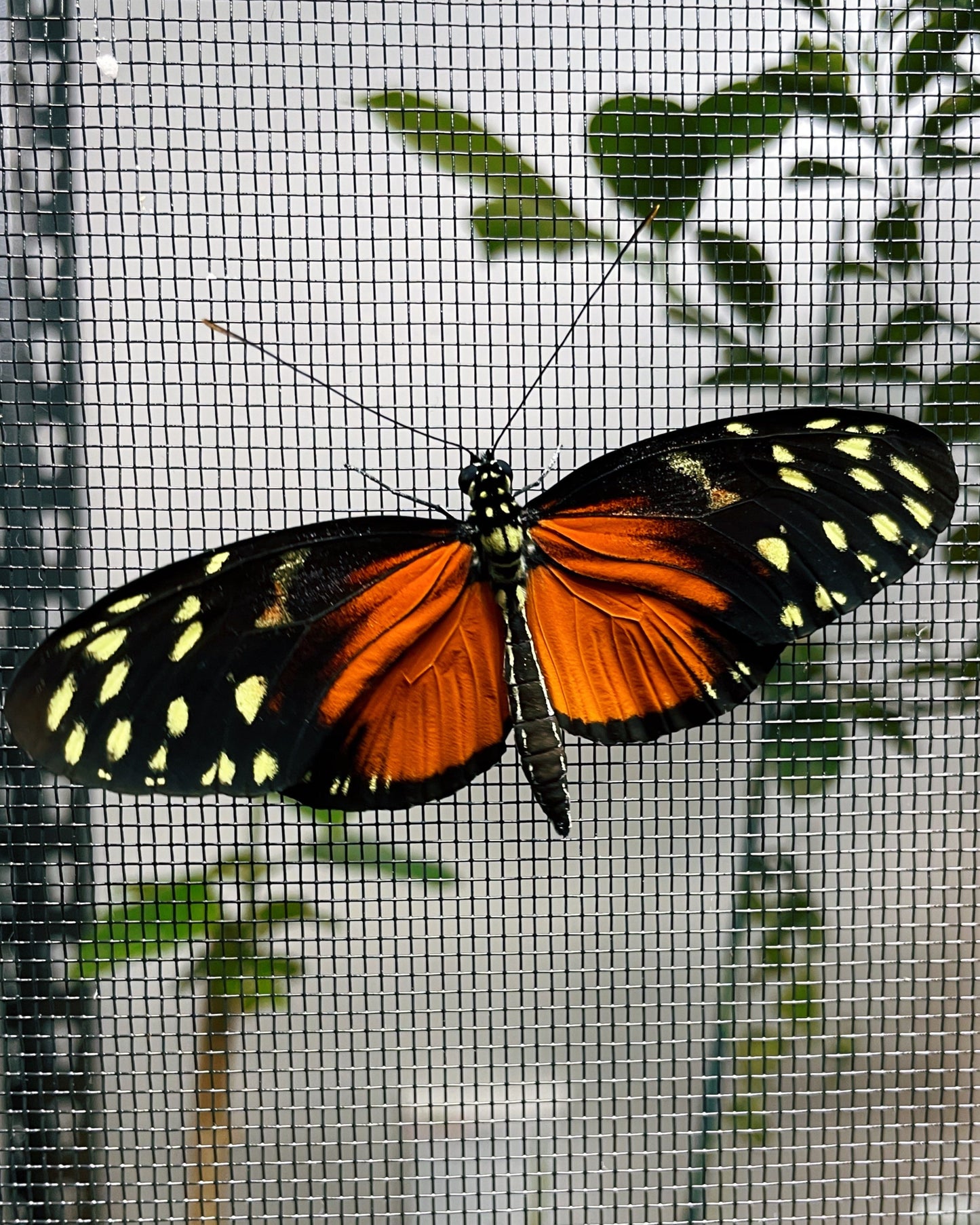 Assorted Longwing EGGS/LARVAE (Heliconiidae)