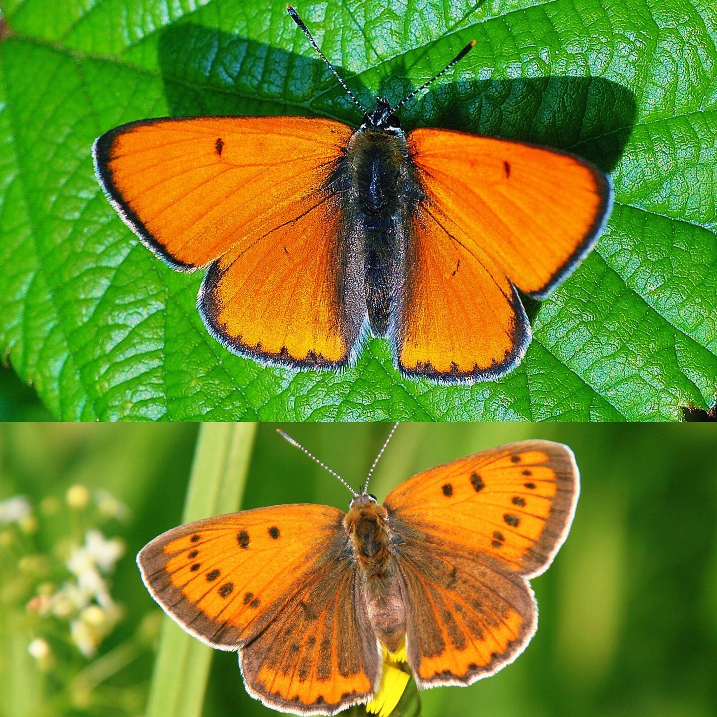 Large Copper Butterfly PUPAE (Lycaena dispar)