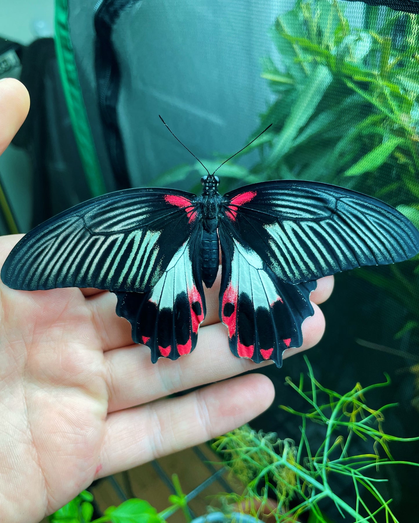 Scarlet Mormon Swallowtail PUPAE (Papilio rumanzovia)