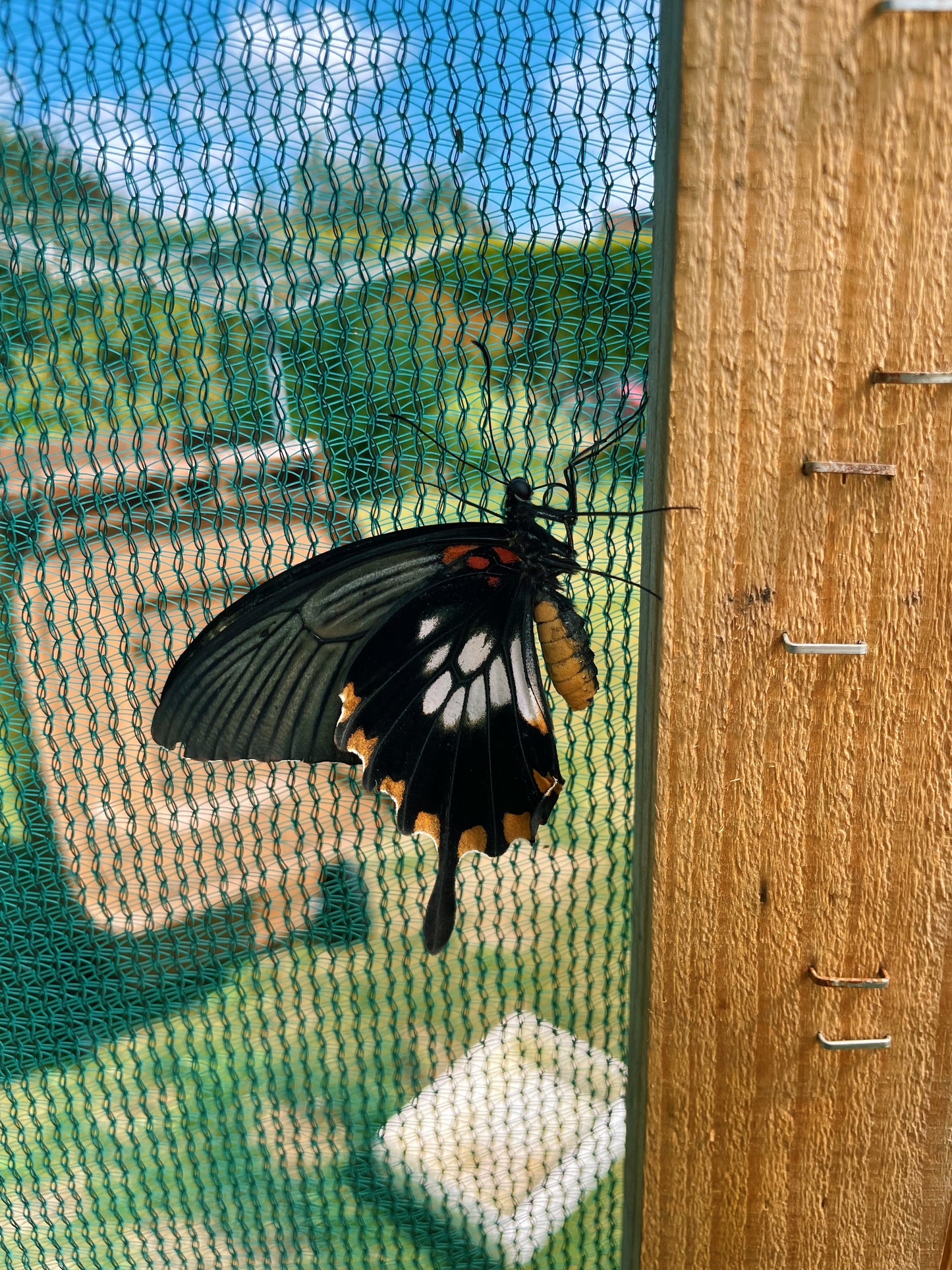 Assorted Swallowtail Butterfly (Papilio) PUPAE
