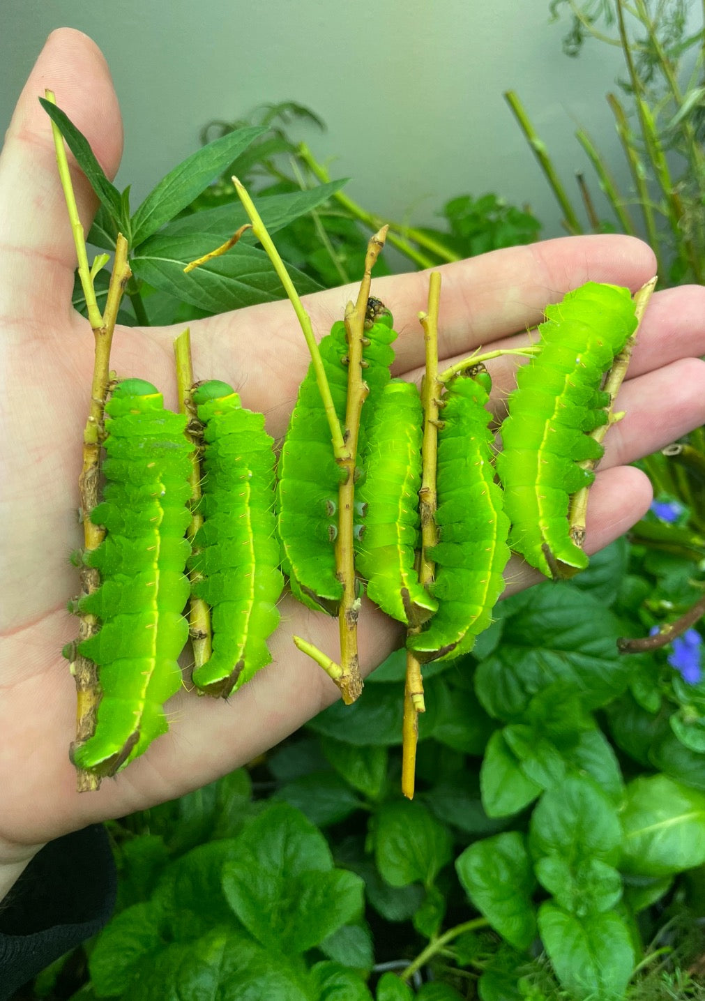 Japanese Oak Silk-Moth EGGS (Antheraea yamamai)