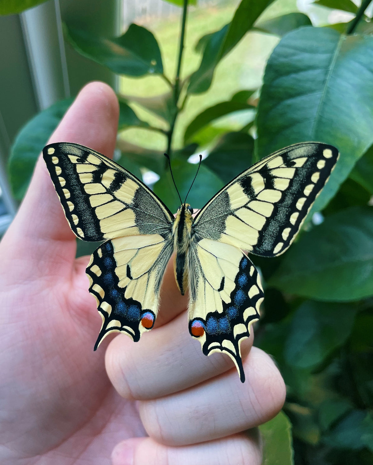 European Swallowtail EGGS (Papilio machaon)