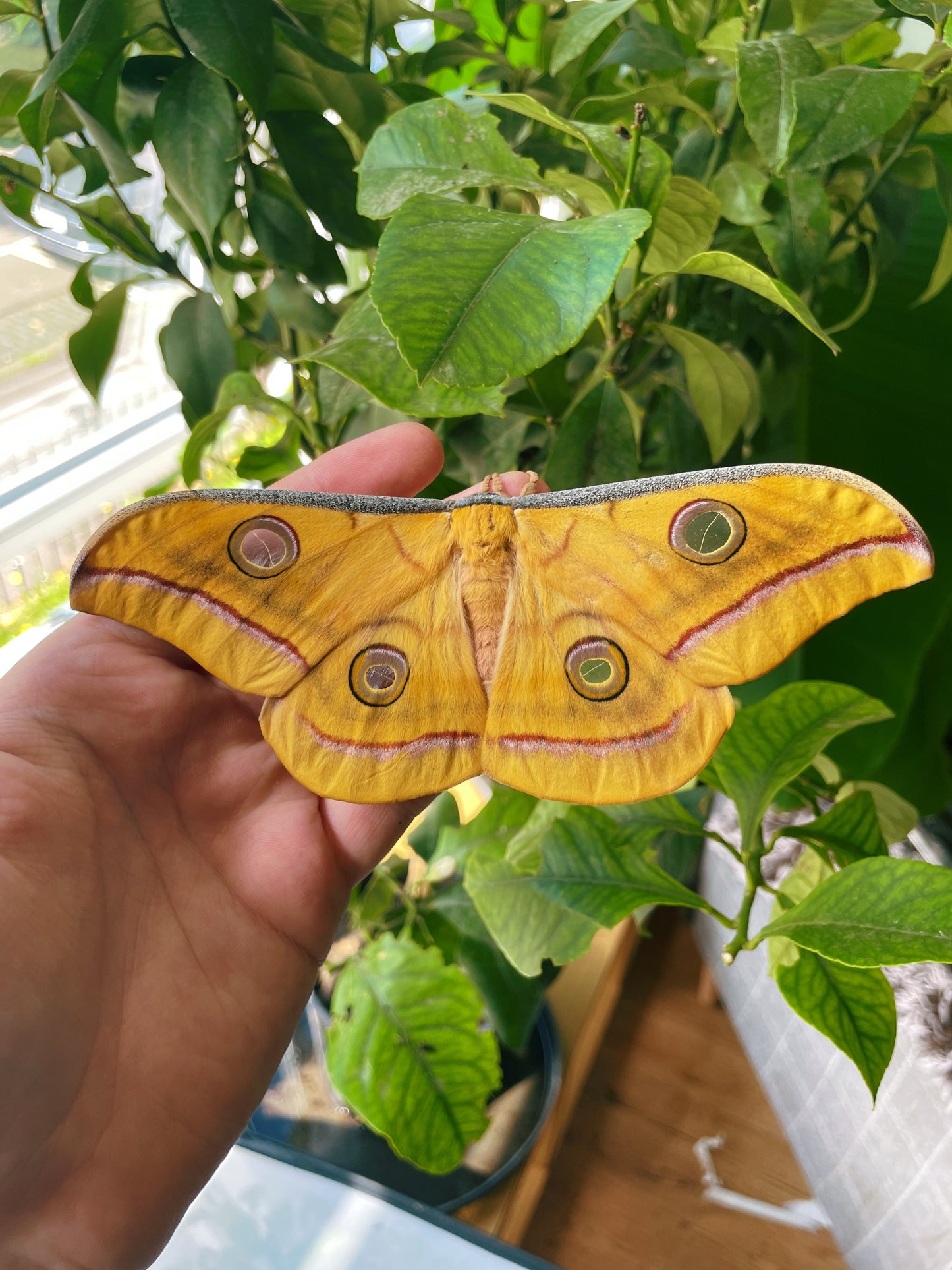 Tasar Silk-Moth (Antheraea mylitta) EGGS