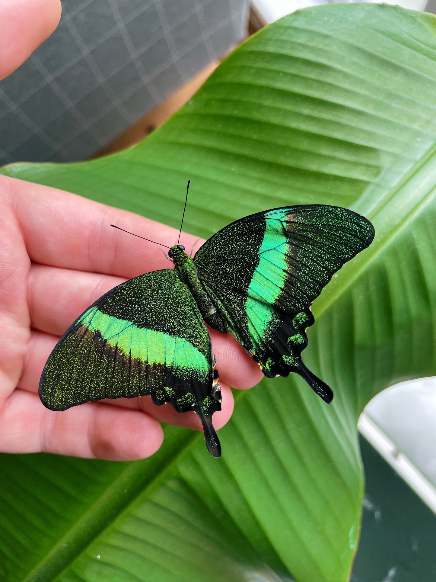 Emerald Swallowtail (Papilio palinurus) | PUPAE