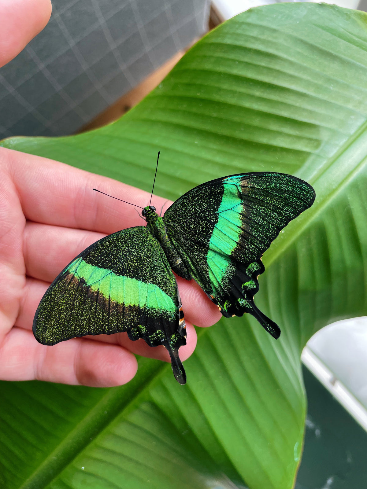 Emerald Swallowtail PUPAE (Papilio palinurus)