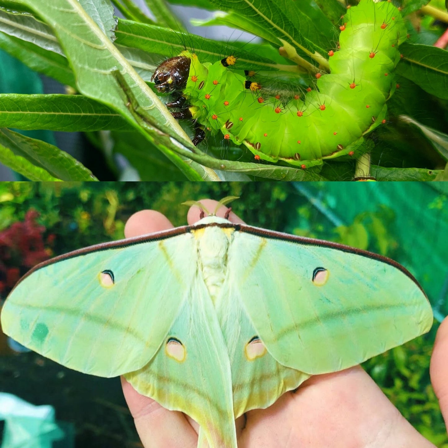 Indian Moon Moth EGGS (Actias selene)