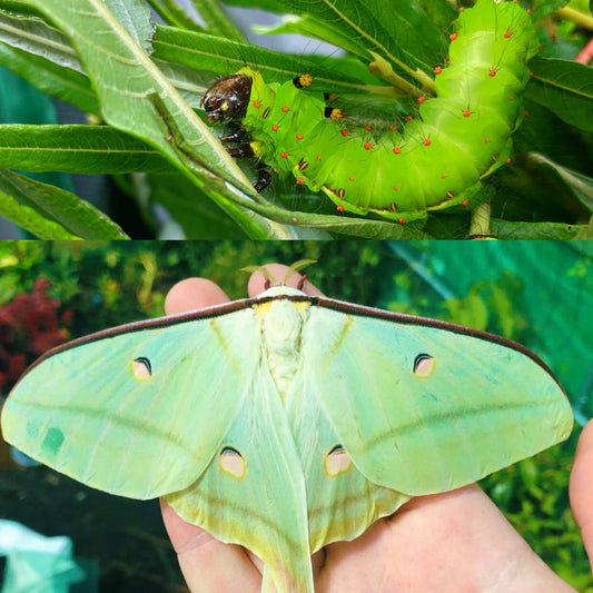 Indian Moon Moth EGGS (Actias selene)