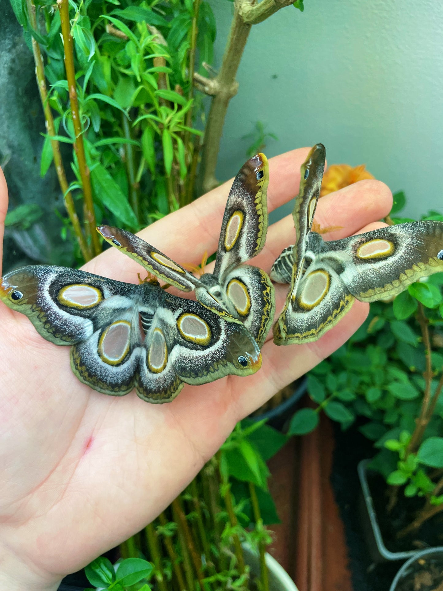 White-Ringed Atlas Moth COCOONS (Epiphora mythimnia)