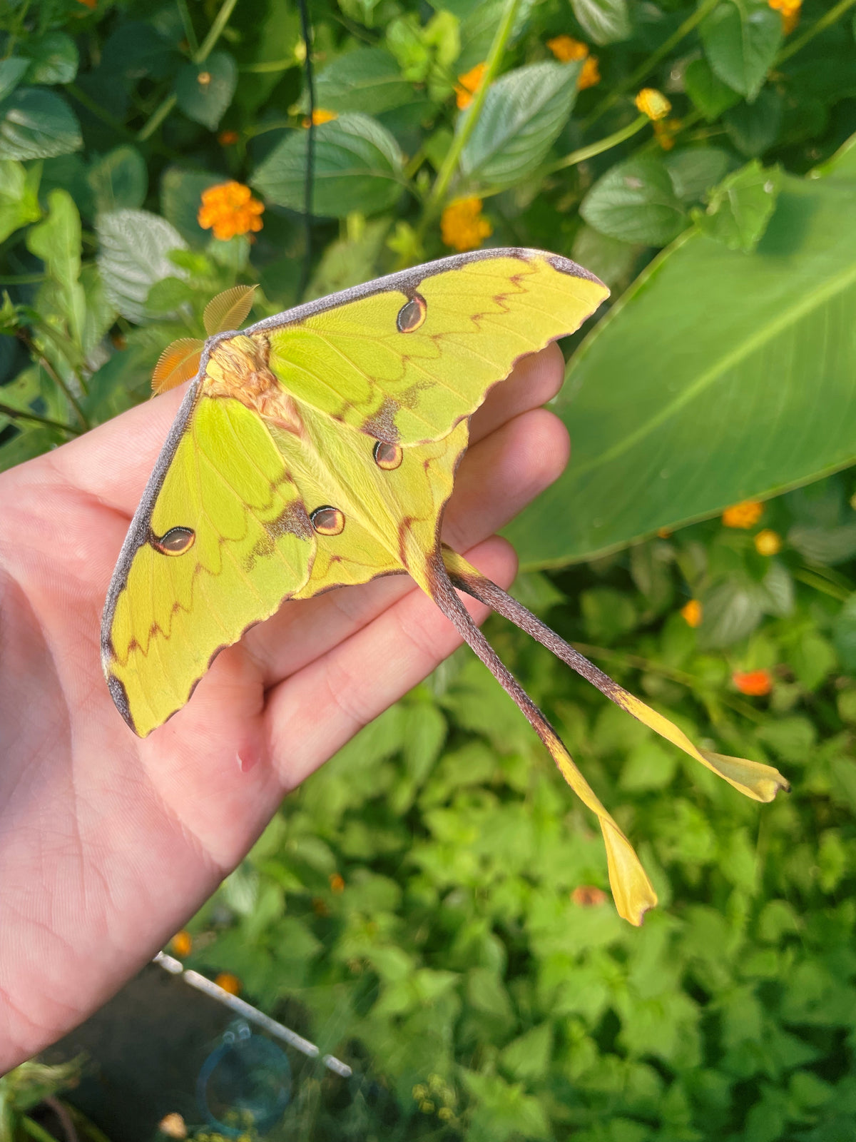African Comet Moth COCOONS (Argema mimosae)
