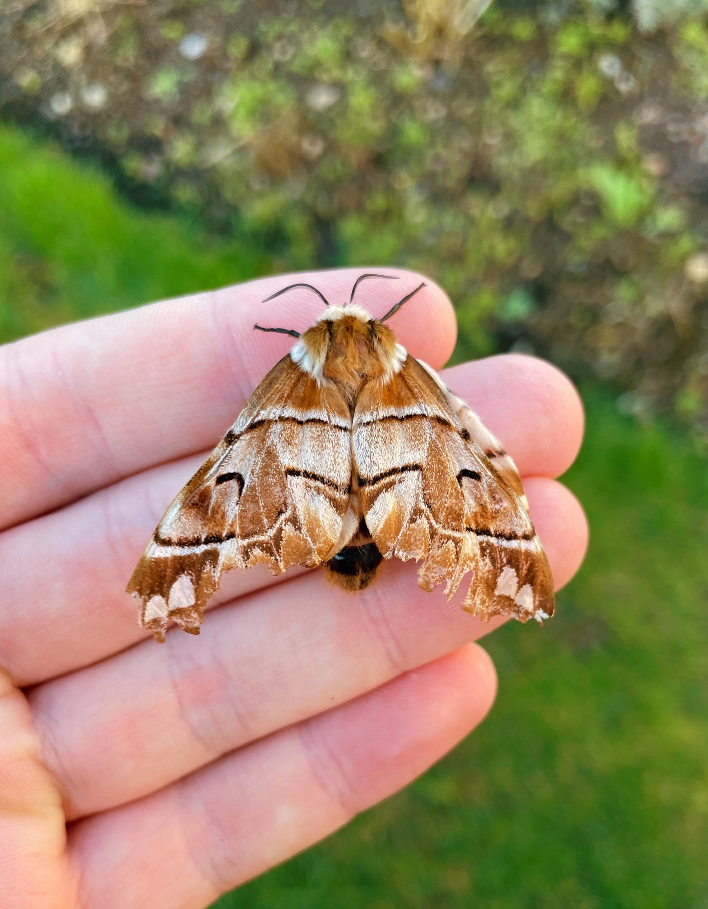 Kentish Glory EGGS (Endromis versicolora)