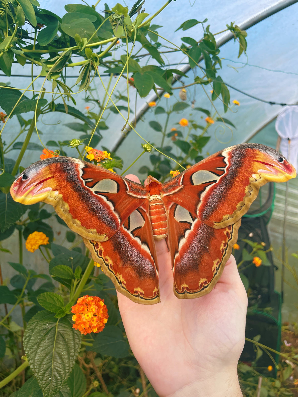 Giant Atlas Moth EGGS (Attacus atlas)