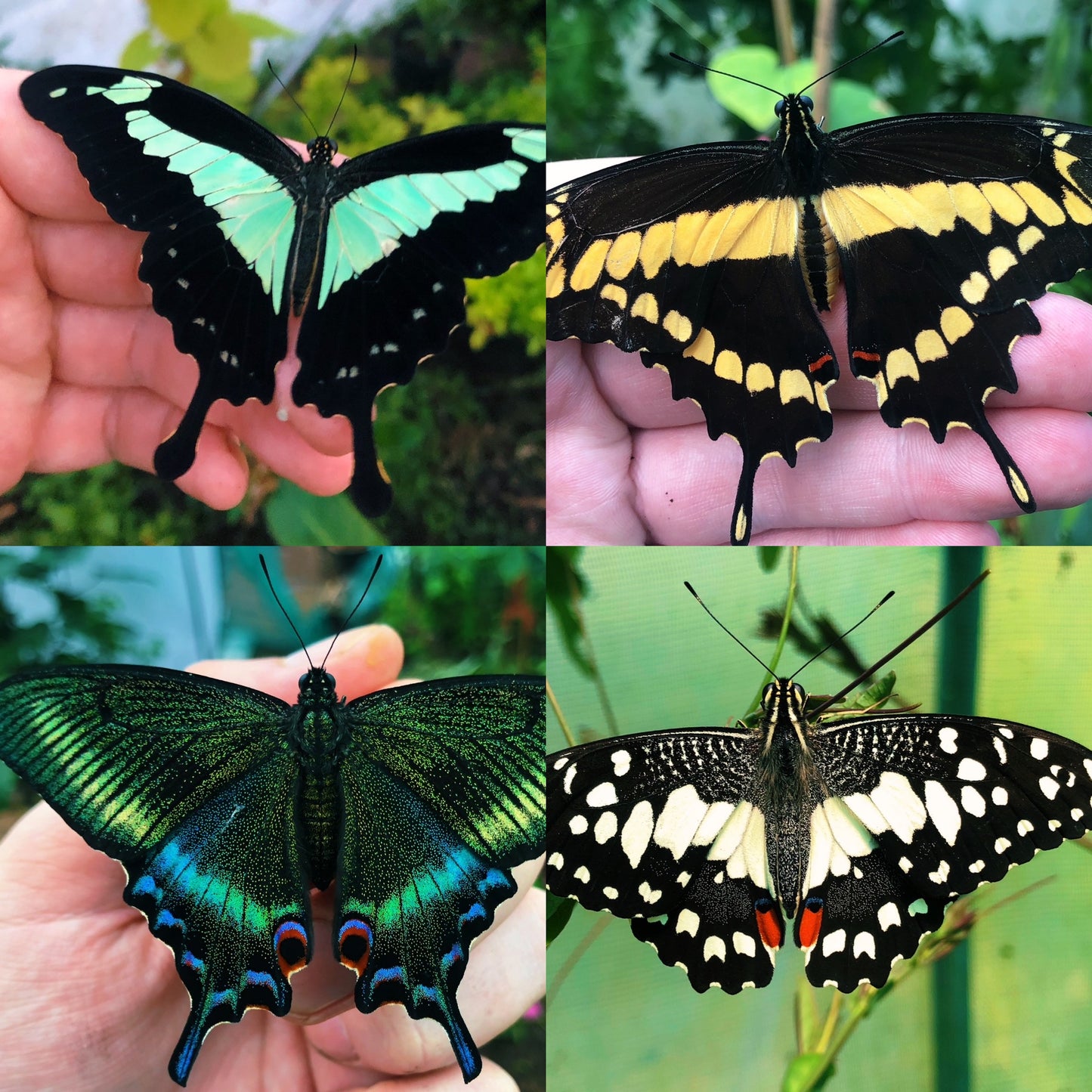 Assorted Citrus Swallowtail CATERPILLARS (Papilioniidae)
