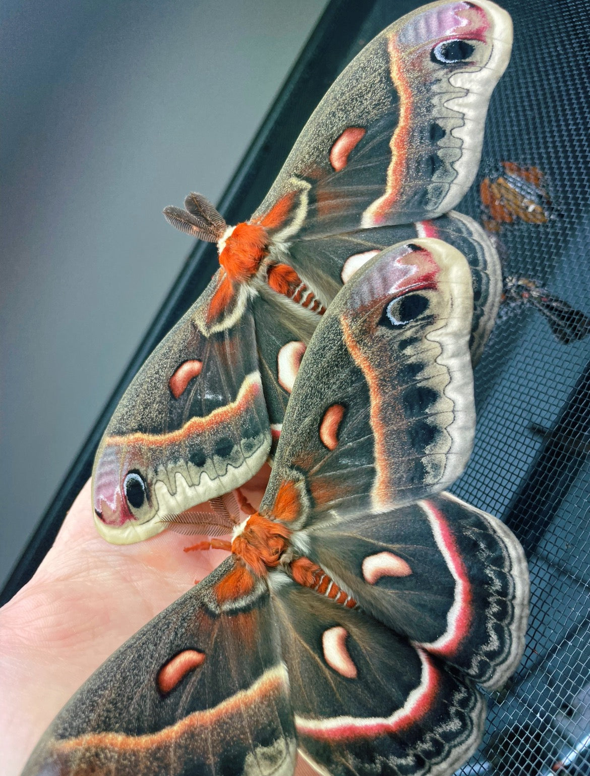 Robin Moth COCOONS (Hyalophora cecropia)