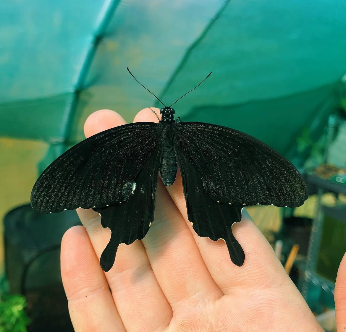 Black and White Helen PUPAE (Papilio nephelus sunatus)