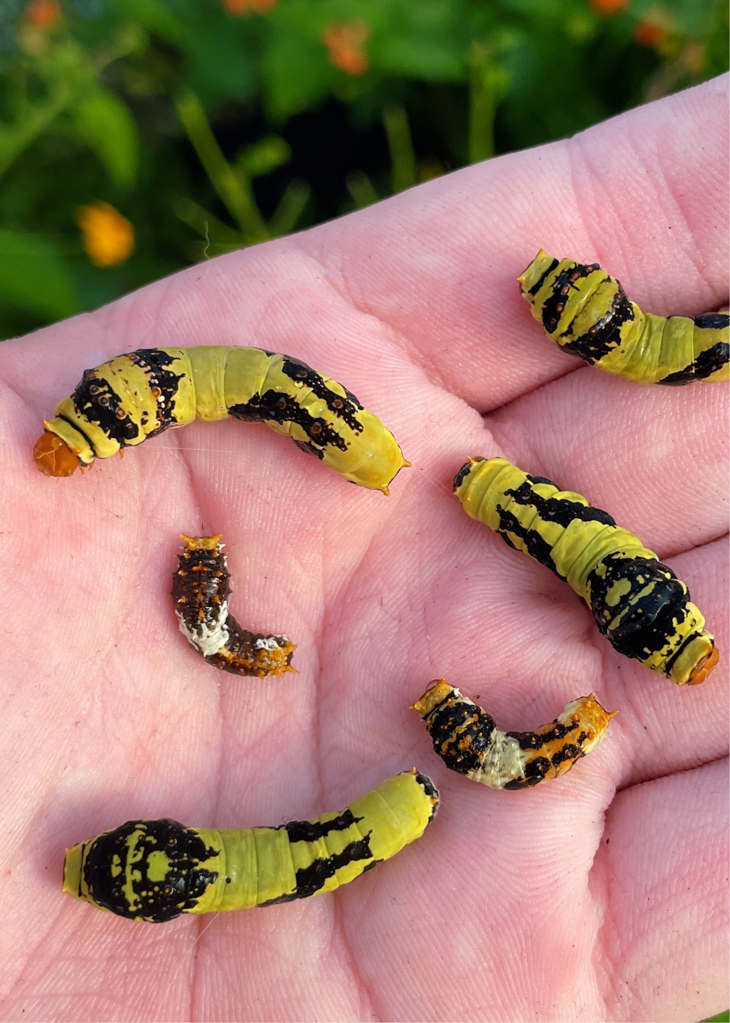 Assorted Citrus Swallowtail CATERPILLARS (Papilioniidae)