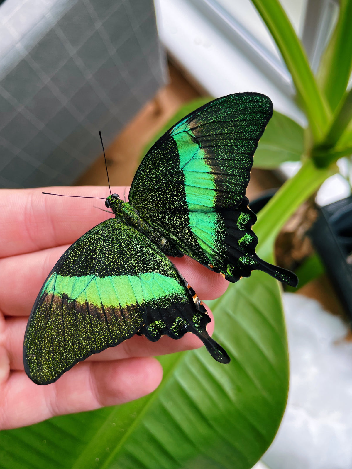 Emerald Swallowtail PUPAE (Papilio palinurus)