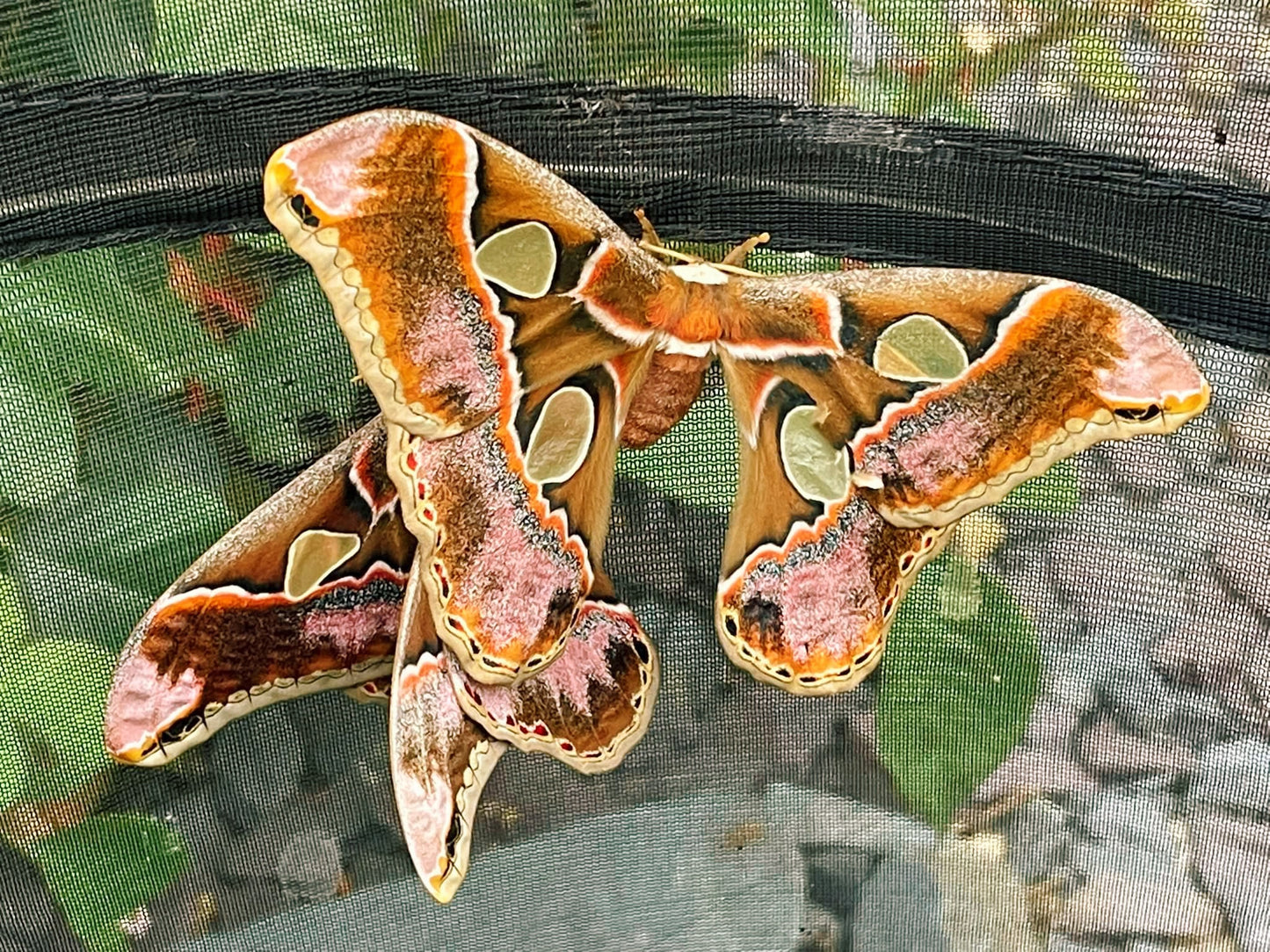 Lebeau's Silk-Moth COCOONS (Rothschildia lebeau)