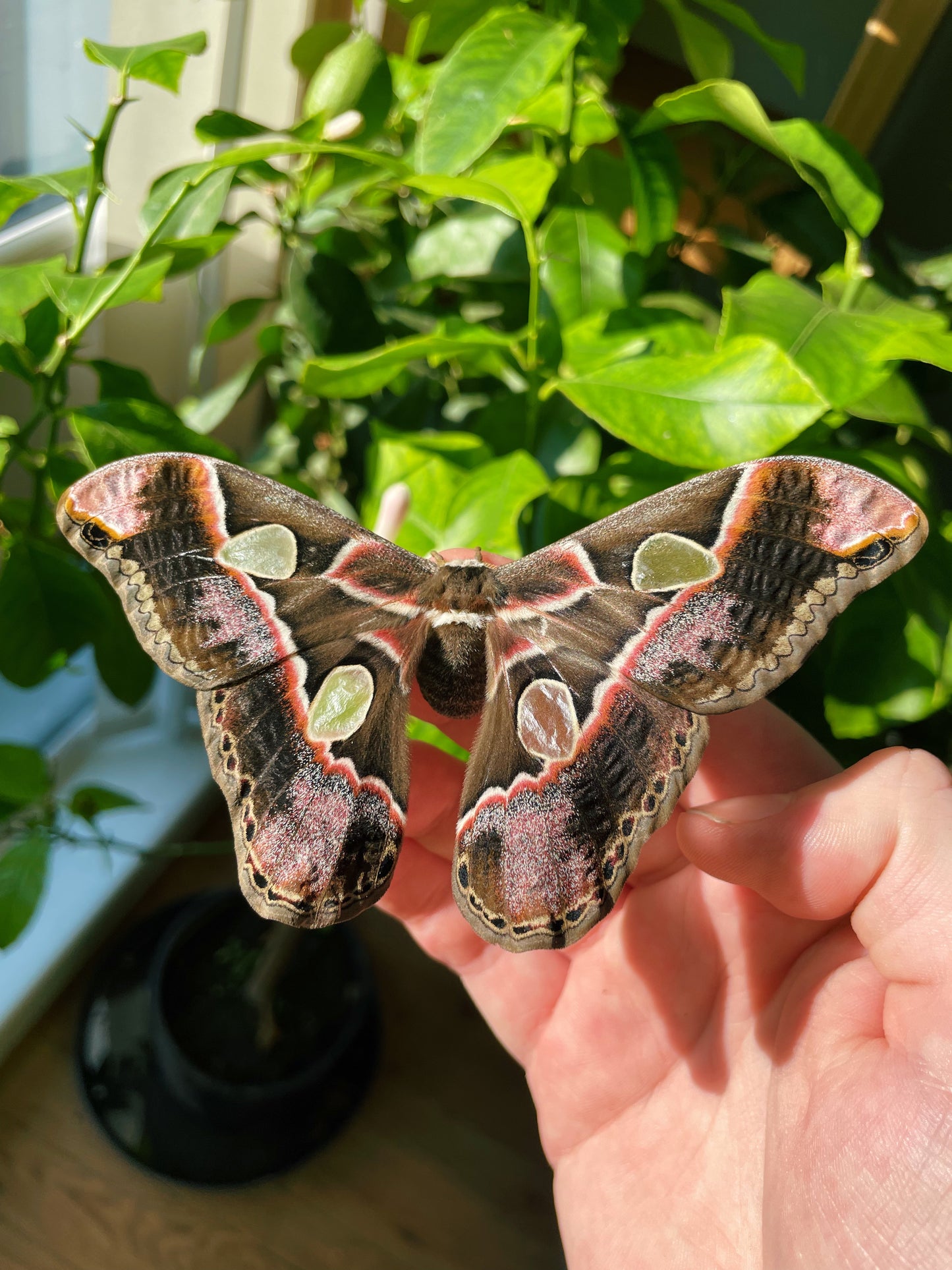 Lebeau's Silk-Moth EGGS (Rothschildia lebeau)
