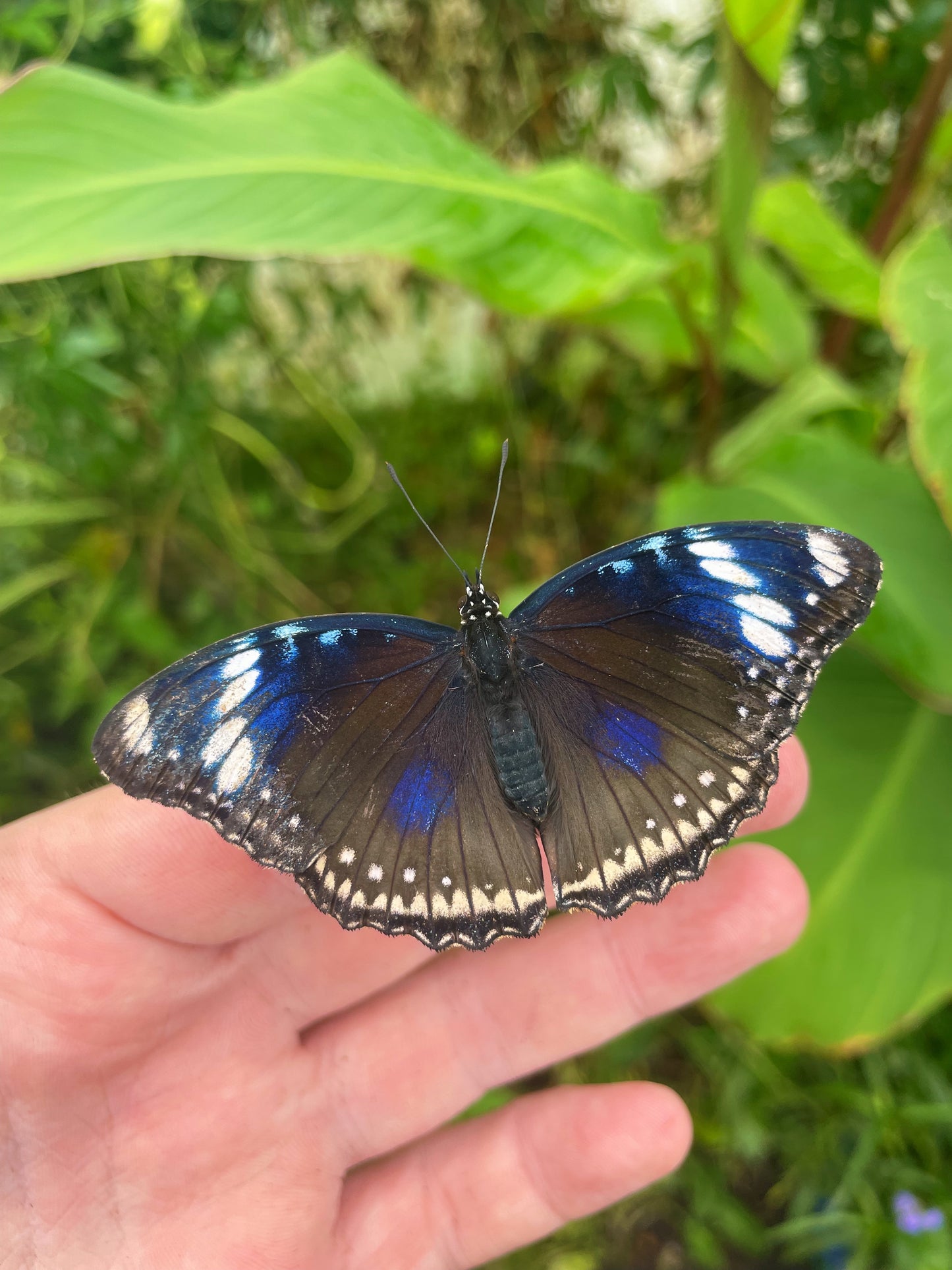Blue Moon Butterfly (Hypolimas bolina) EGGS