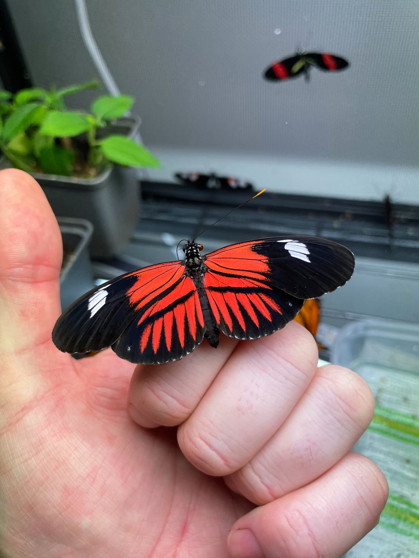 Erato Longwing Butterfly (Heliconius erato) | PUPAE