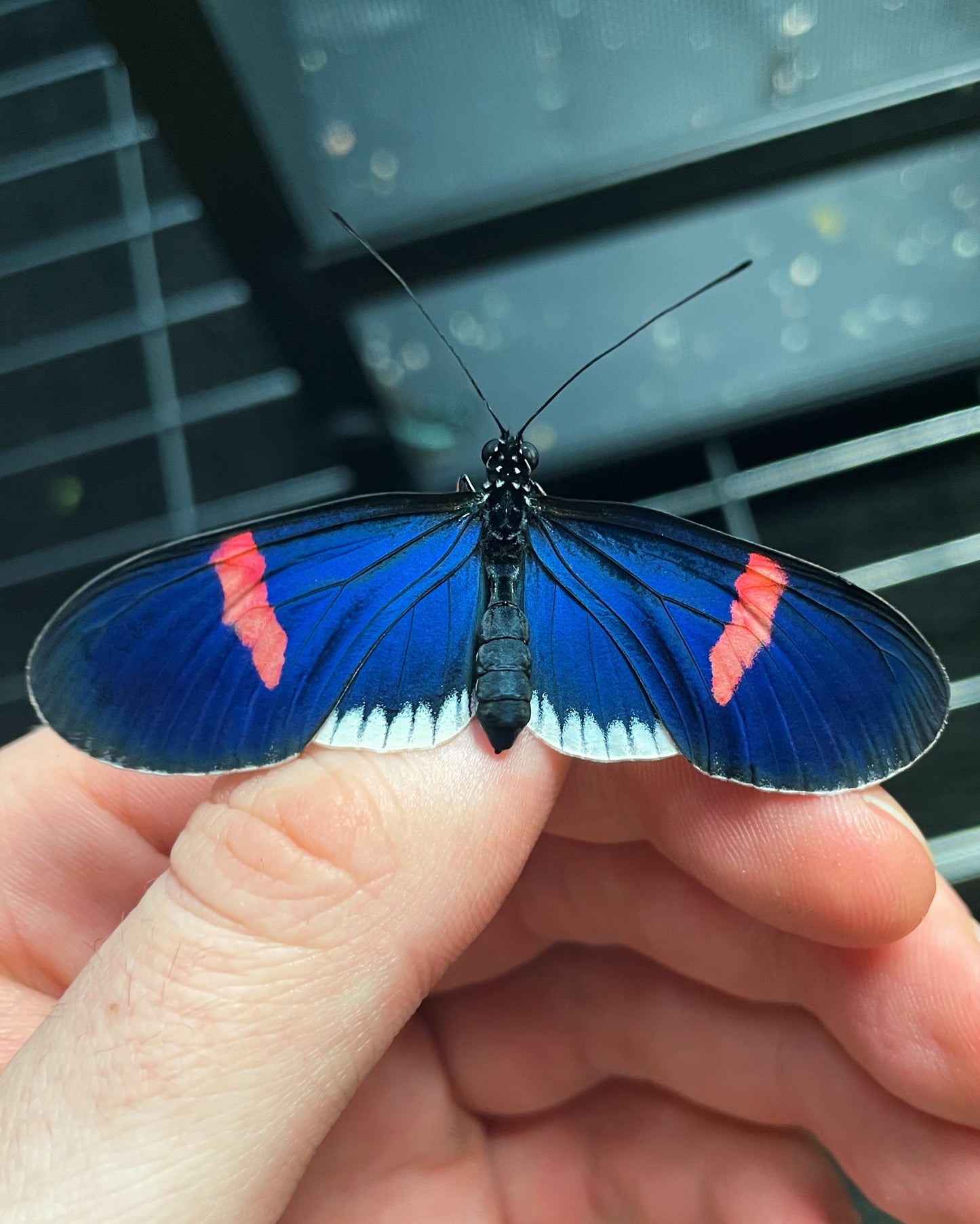 Longwing Butterfly Mix (Heliconius) | Assorted EGGS