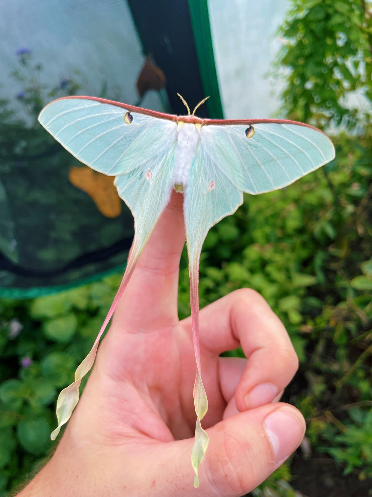 Chinese Moon Moth EGGS (Actias dubernardi)