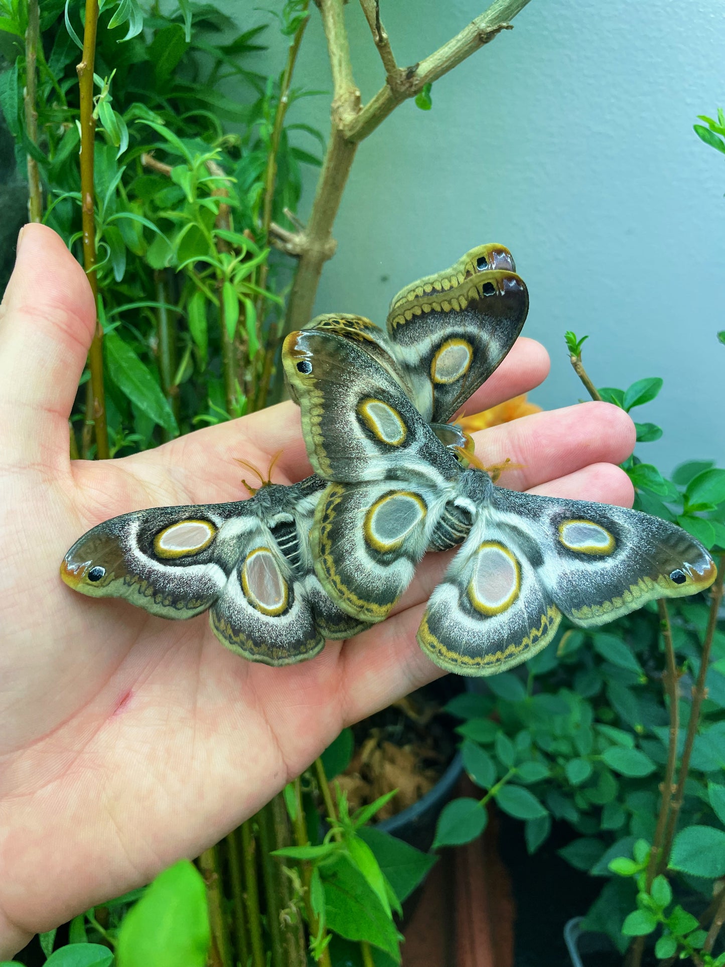 White-Ringed Atlas Moth COCOONS (Epiphora mythimnia)