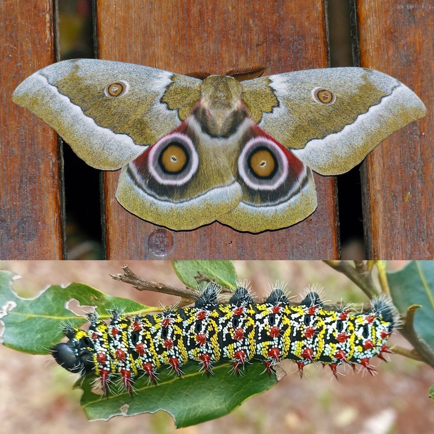 Zambezi River Emperor EGGS (Gonimbrasia zambesina)
