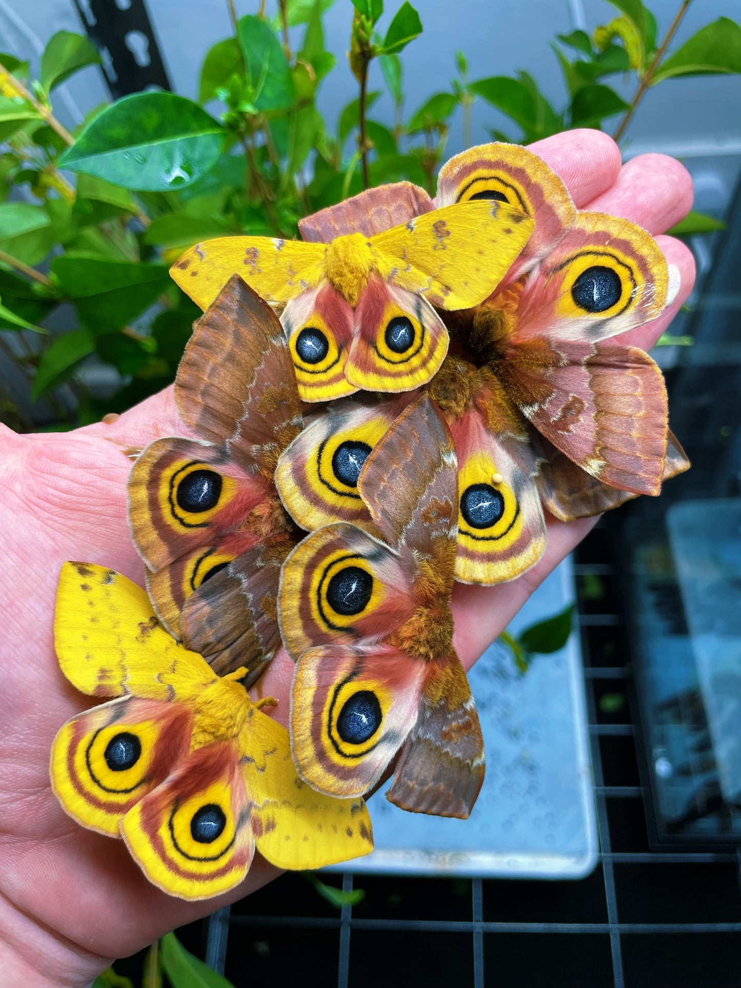 Bullseye Silk-Moth (Automeris io) | EGGS