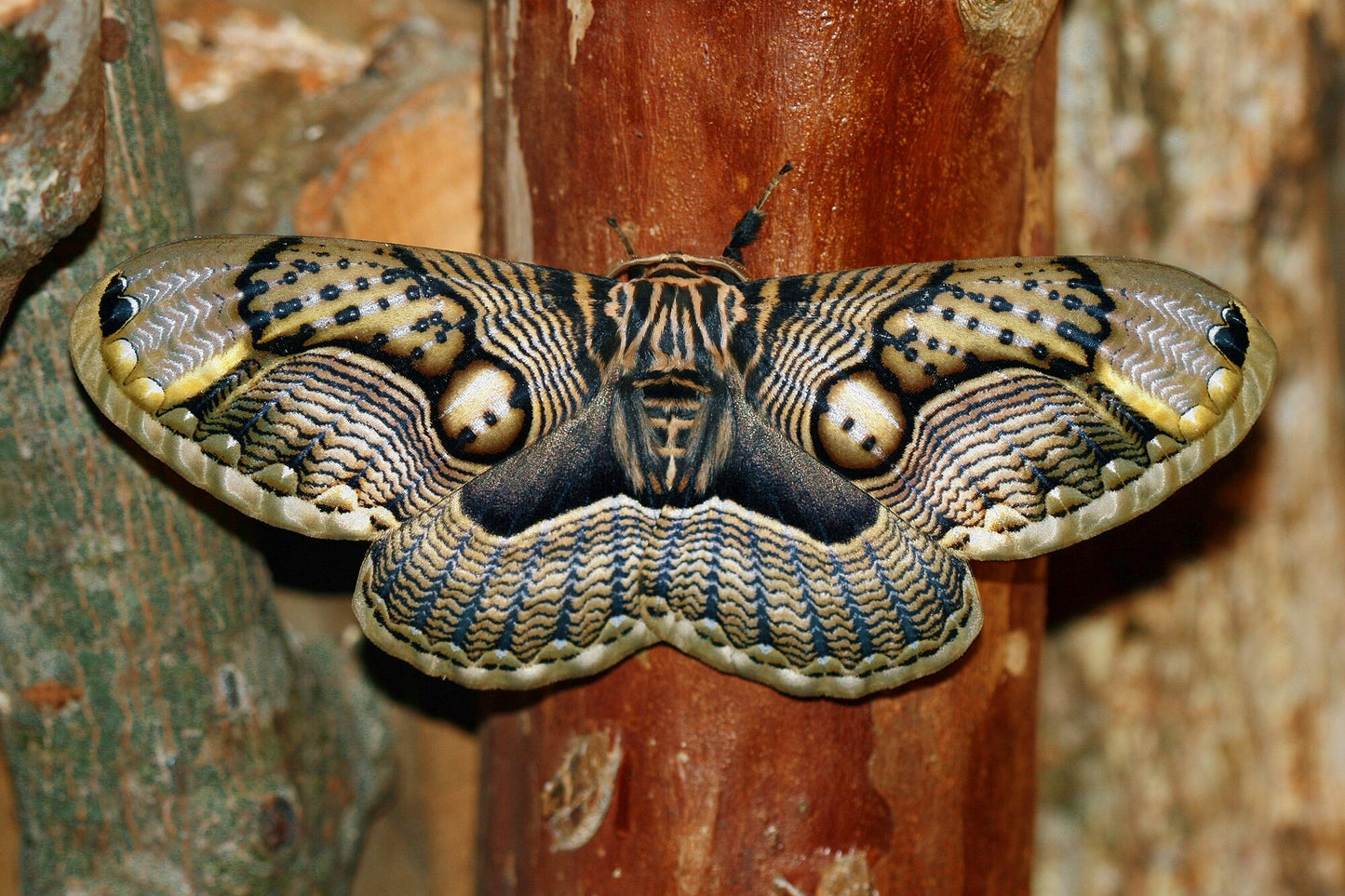 Owl Moth (Brahmaea wallichii) PUPAE