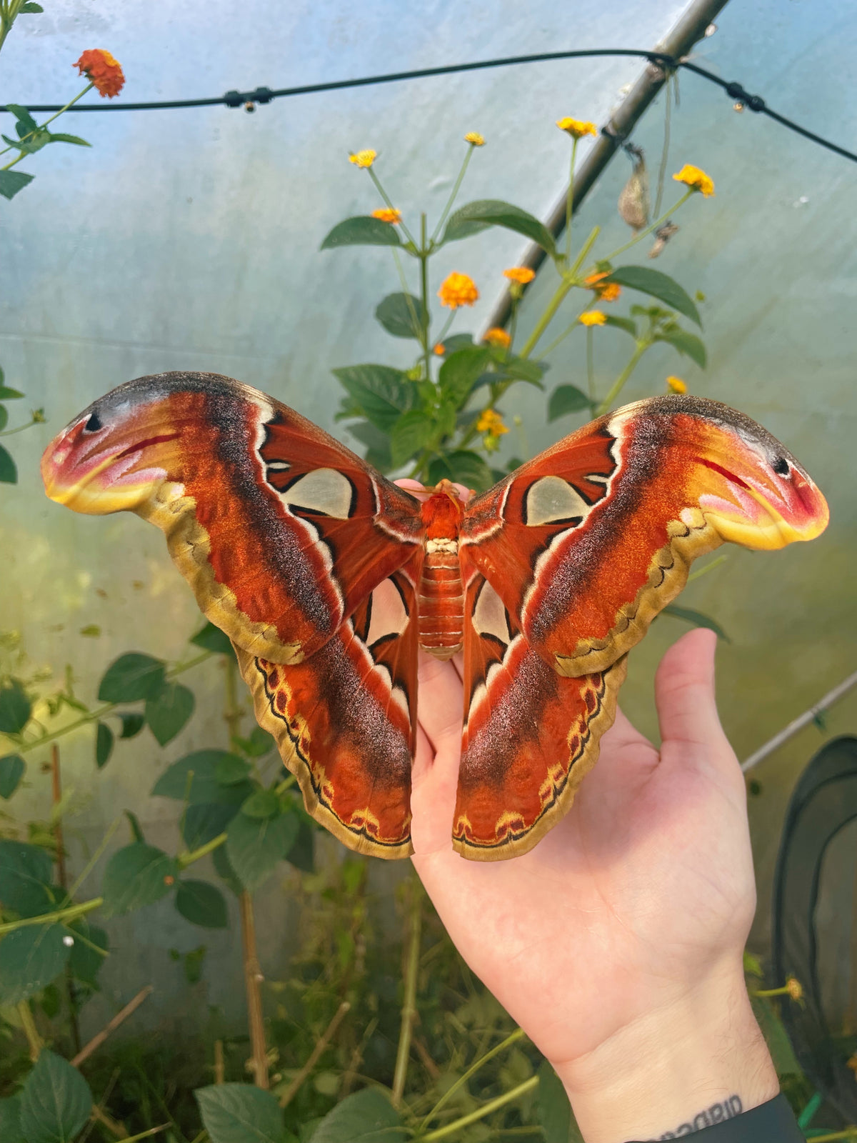 Giant Atlas Moth EGGS (Attacus atlas)