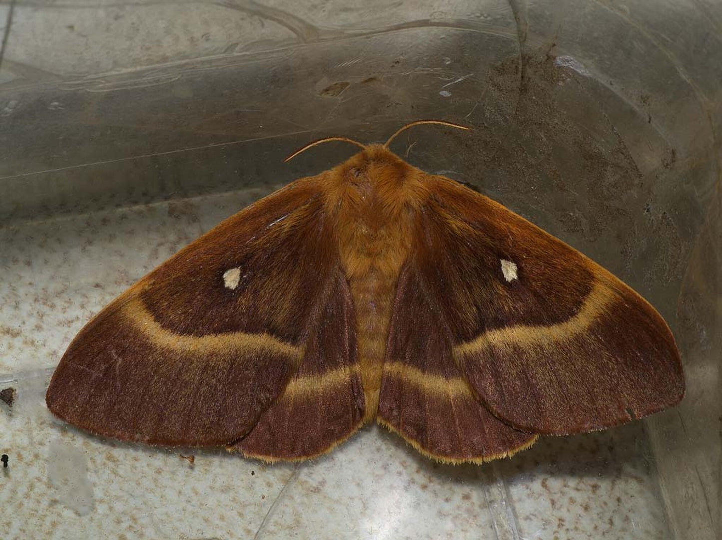 Oak Eggar Moth CATERPILLARS (Lasiocampa quercus)