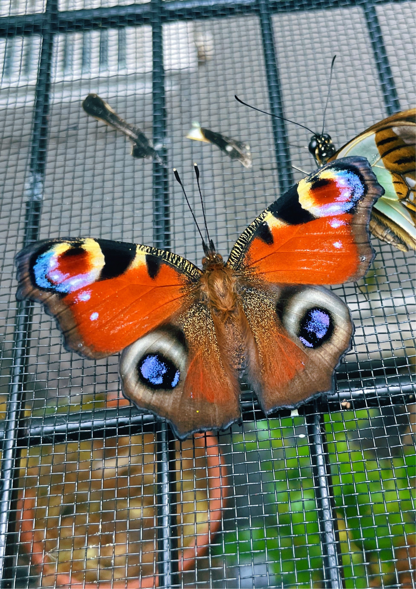 Peacock Butterfly (Aglais io) PUPAE