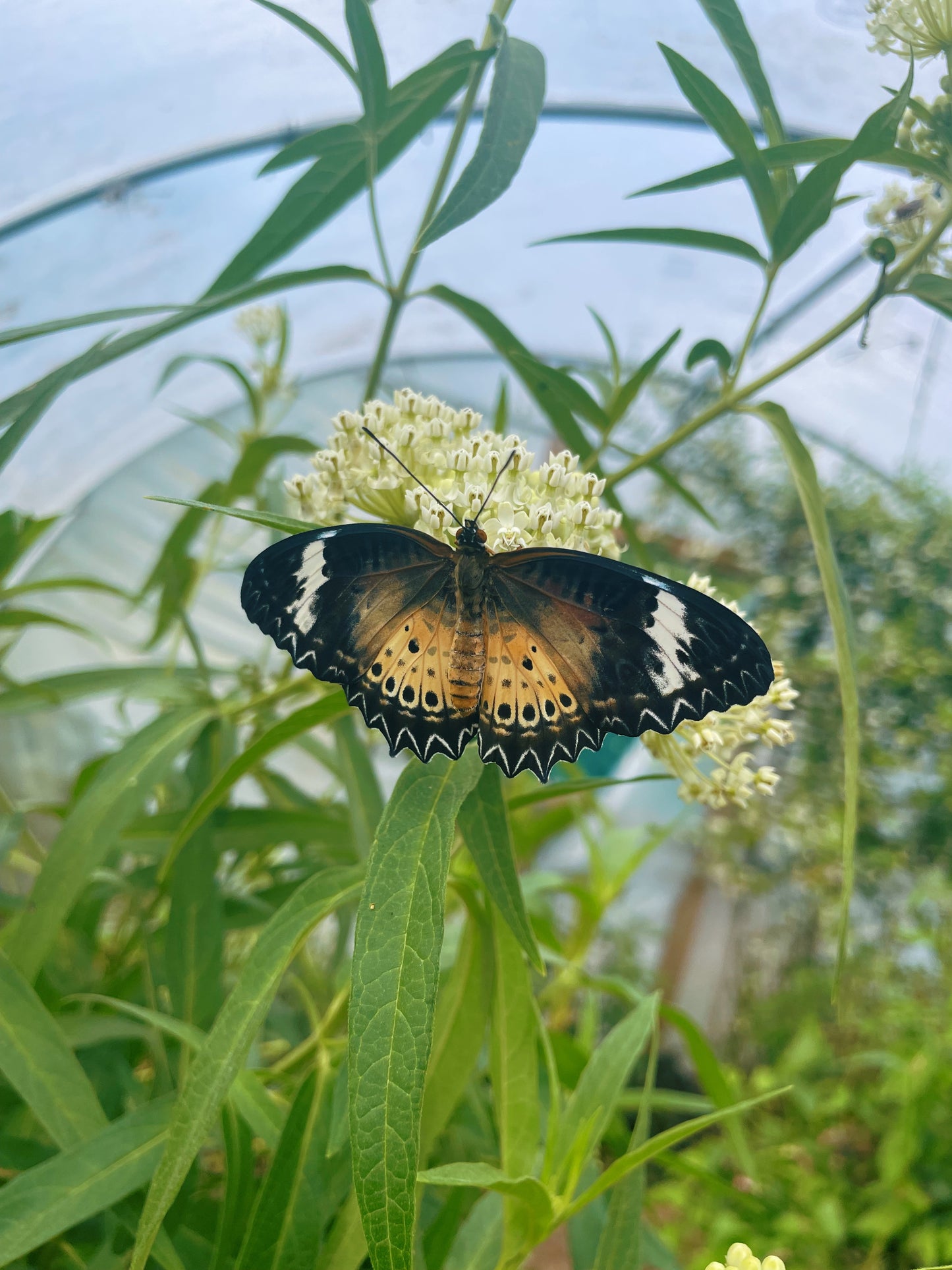 Leopard Lacewing Butterfly (Cethosia cyane) PUPAE