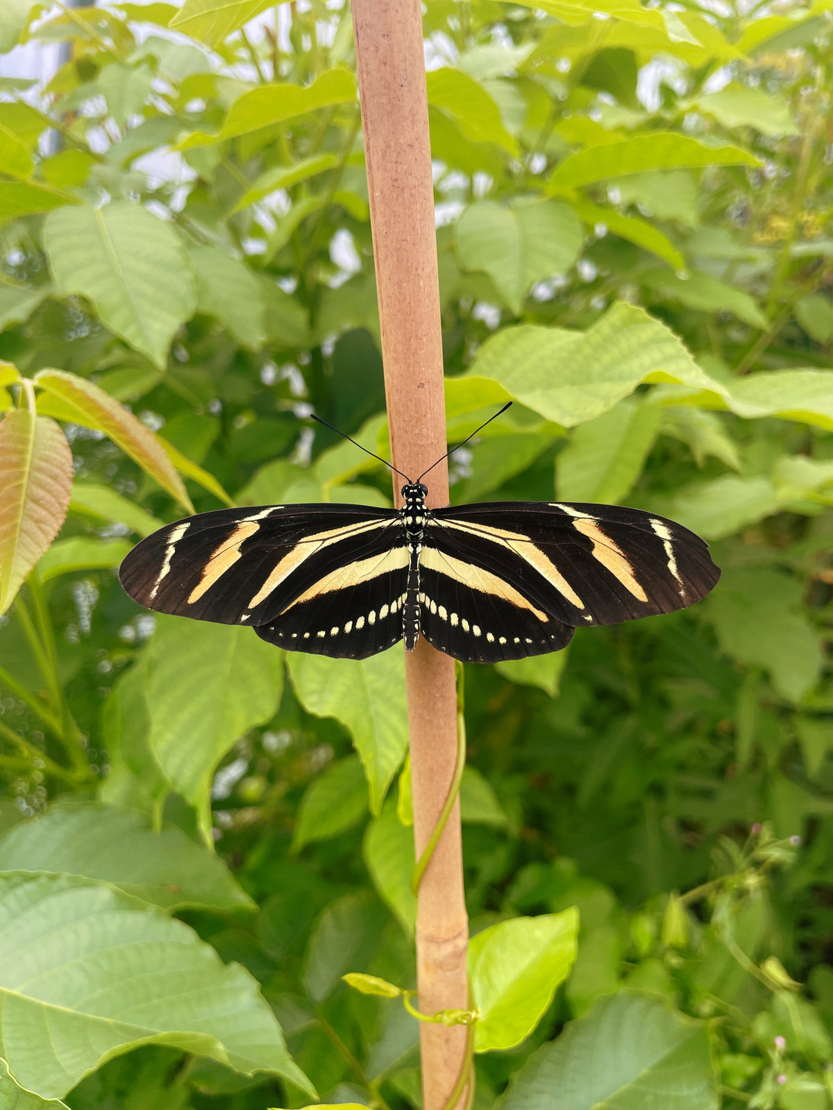 Zebra Longwing EGGS (Heliconius charithonia)