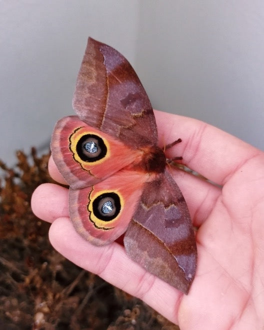 Bullseye Silk-Moth EGGS (Automeris excreta)
