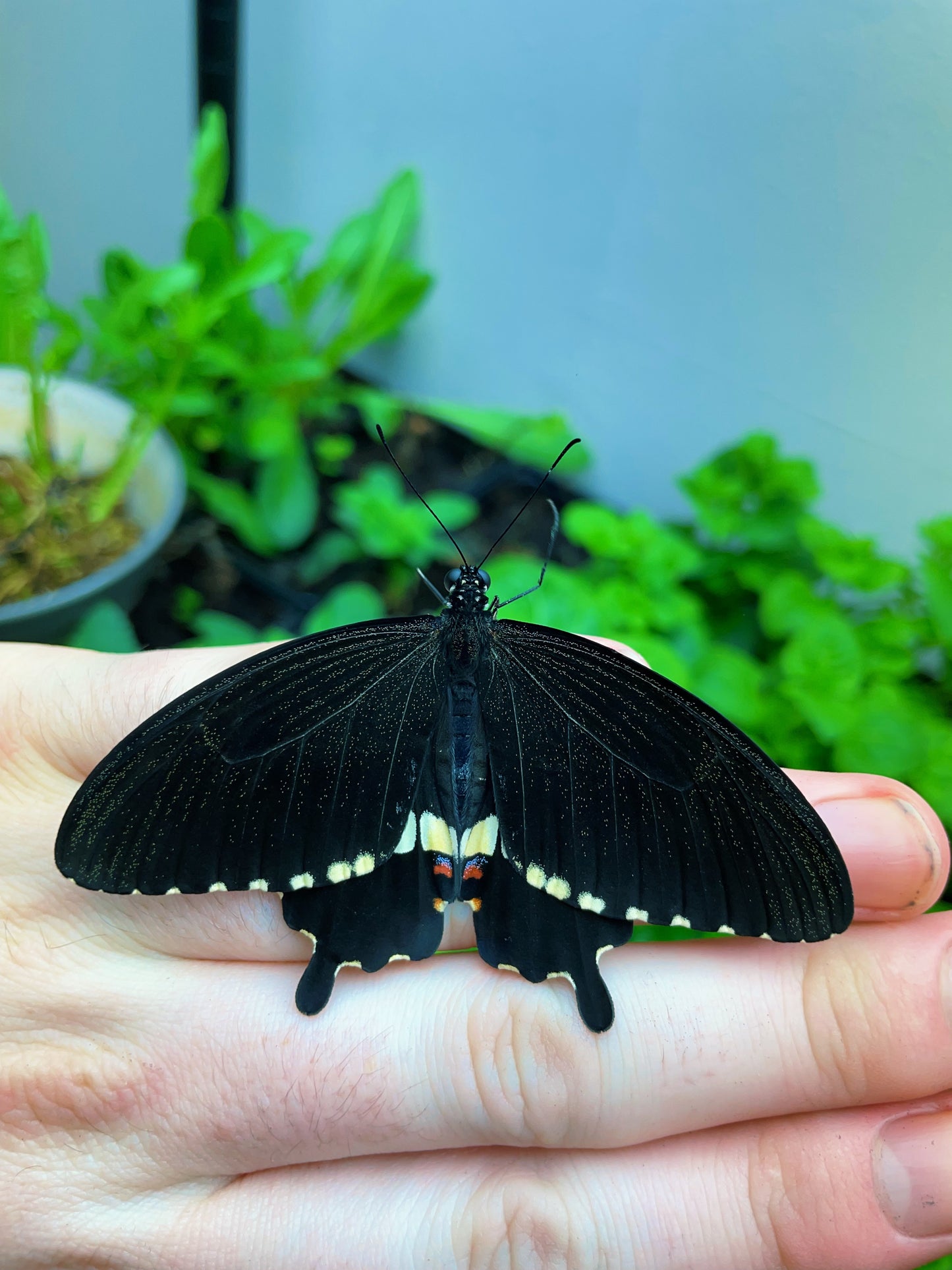 Common Mormon Swallowtail (Papilio polytes) | EGGS